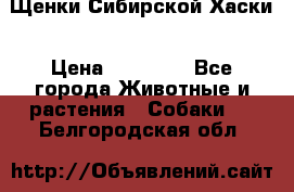 Щенки Сибирской Хаски › Цена ­ 20 000 - Все города Животные и растения » Собаки   . Белгородская обл.